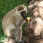 kenya-lodge-singe