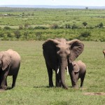 kenya-masai-mara-elephant