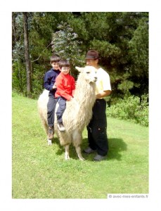 voyage-equateur-lama1