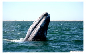 basse-californie-en-famille-baleines