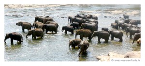 sri-lanka-en-famille-orhelinat-elephants