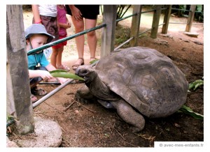 seychelles-en-famille-blog-voyage-famille-tortue-geante