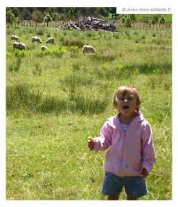 nouvelle-zelande-en-famille - moutons