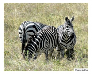 voyage-ethiopie-en-famille-zebre