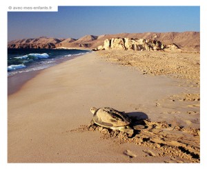 blog-voyage-famille-oman-en-famille-tortues