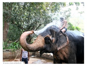 voyage-inde-en-famille-goa-tropical-spice-plantation-elephant