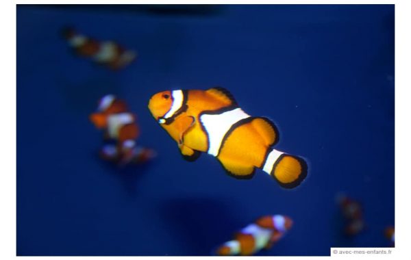 los-angeles-en-famille-long-beach-aquarium-nemo los-angeles-en-famille-long-beach-aquarium-nemo