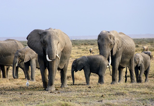 safari-kenya-en-famille-elephants
