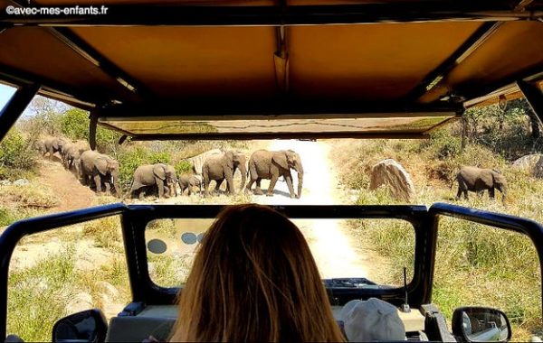 safari-afrique-du-sud-en-famille-kruger-elephants