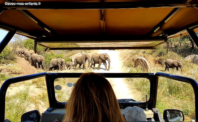 safari-afrique-du-sud-en-famille-kruger-elephants