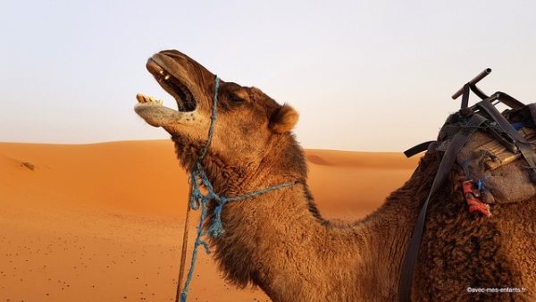 maroc-en-famille-dromadaire-dunes