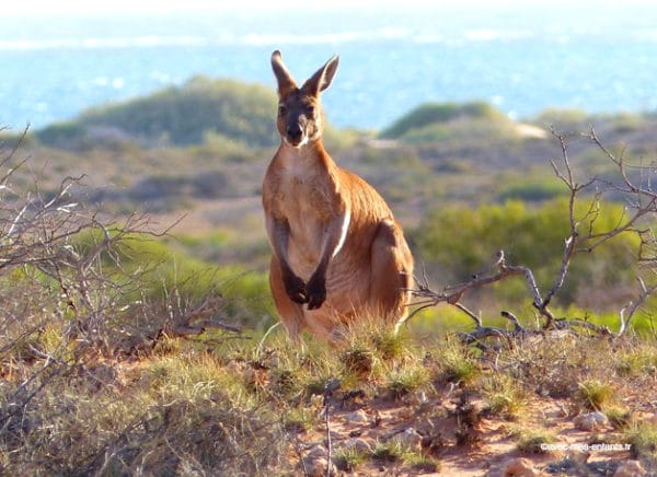 australie-en-famille-kangourou-cape-range-national-park