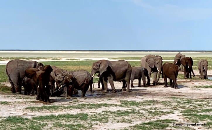 Namibie en famille blog voyage Safari Eléphants