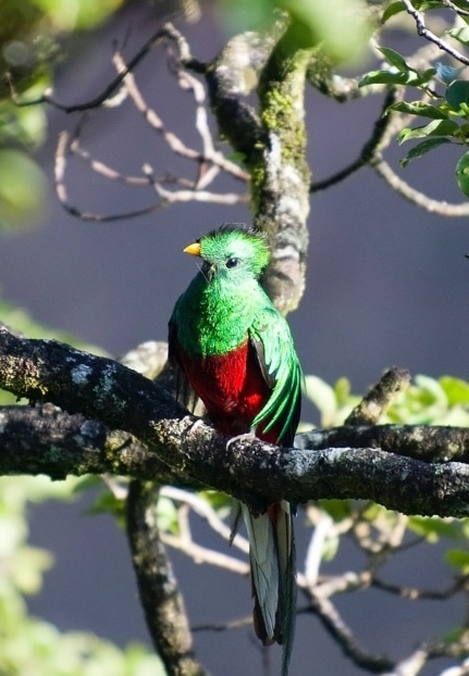 Costa Rica en famille blog voyage Quetzal