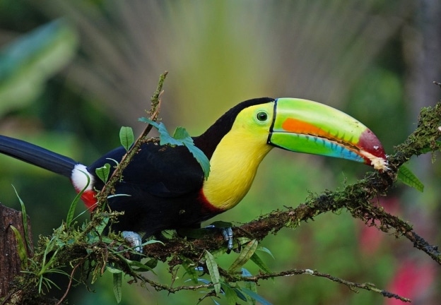 Costa Rica en famille blog voyage Toucan